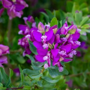 Grandiflora Sweet Pea Shrub