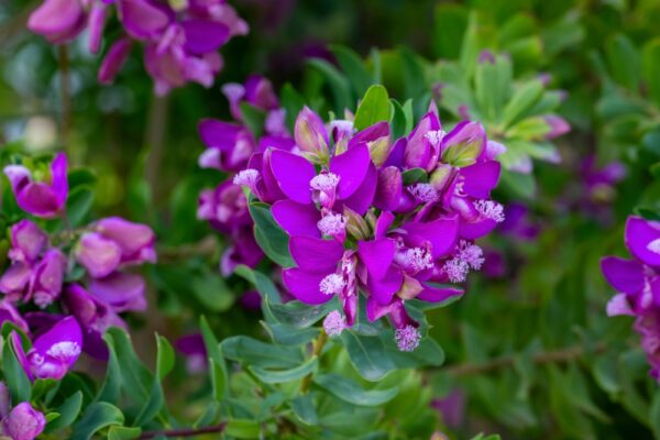 Grandiflora Sweet Pea Shrub