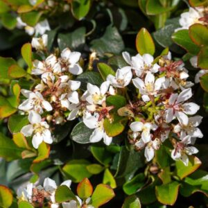 Oriental Pearl Indian Hawthorn