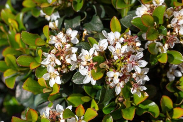 Oriental Pearl Indian Hawthorn