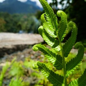 Nicholas Diamond Fern