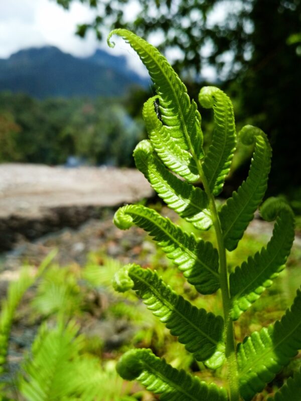 Nicholas Diamond Fern