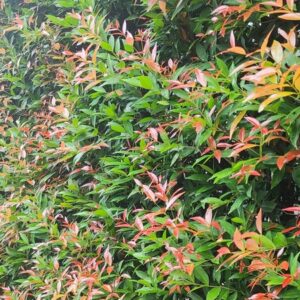 Straight and Narrow Lilly Pilly