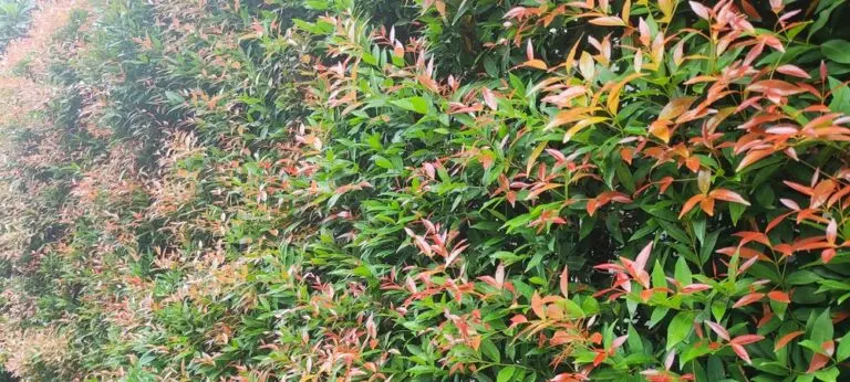 Straight and Narrow Lilly Pilly