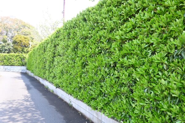 Sweet Viburnum - Image 2