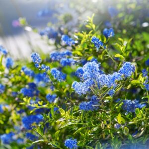 Ceanothus Blue Pacific