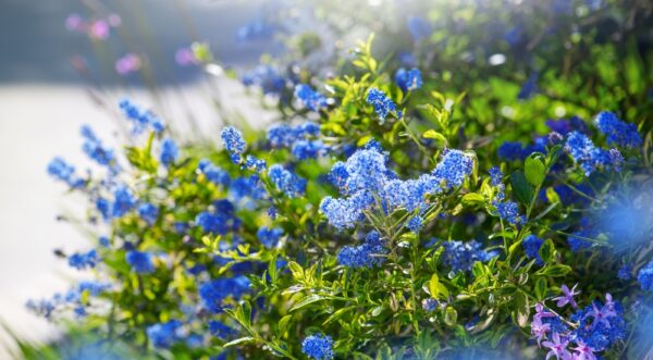 Ceanothus Blue Pacific
