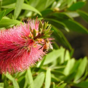 Callistemon Candy Pink
