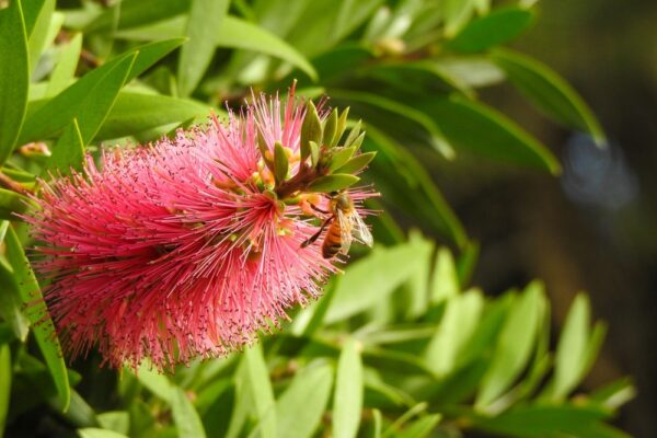 Callistemon Candy Pink