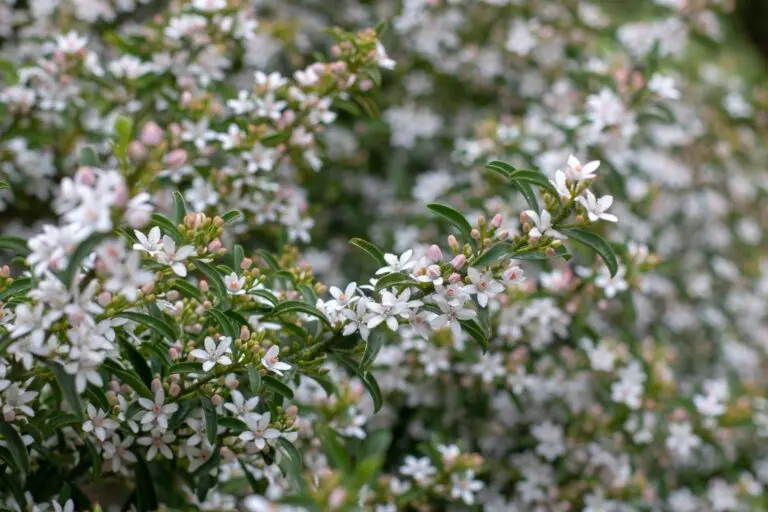 Philotheca Cascade Of Stars
