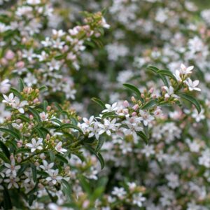 Long-leaf Waxflower