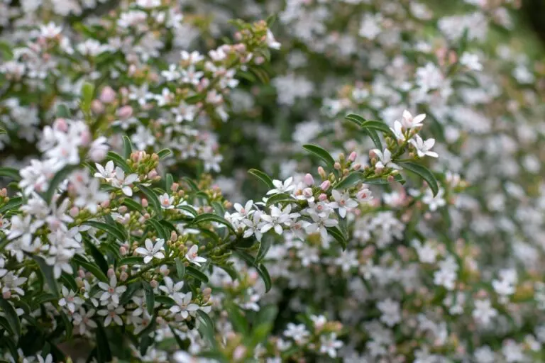 Long-leaf Waxflower
