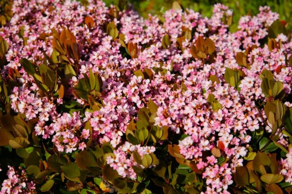 Pink Oriental Pearl Indian Hawthorn - Image 3