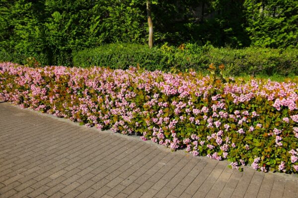 Pink Oriental Pearl Indian Hawthorn - Image 2