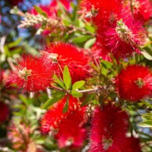 Callistemon Little John