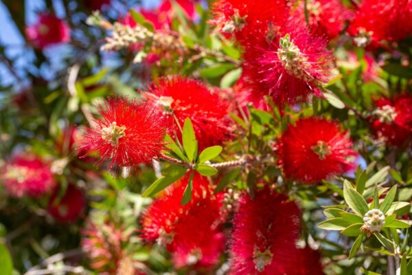 Callistemon Little John