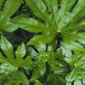 Japanese Aralia