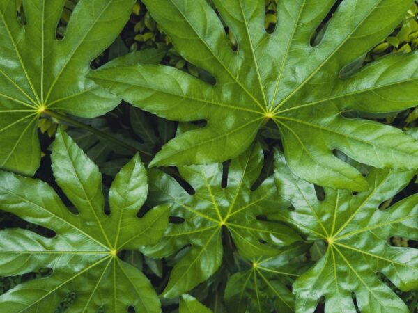 Japanese Aralia