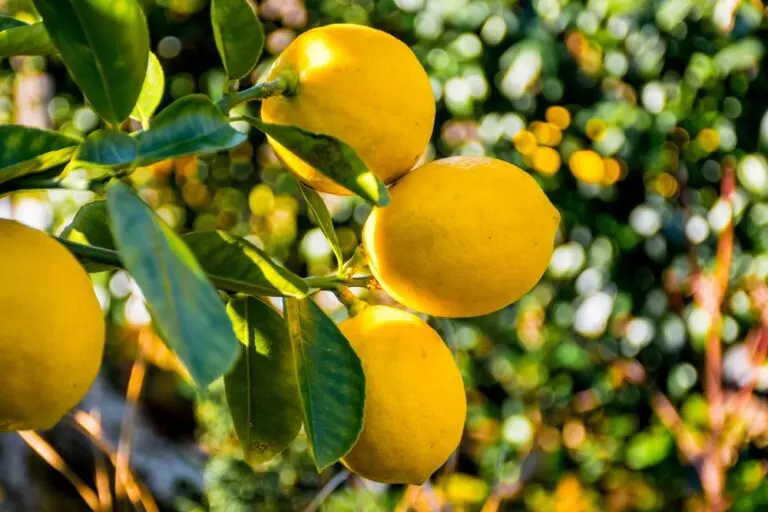 Lemon Eureka Dwarf