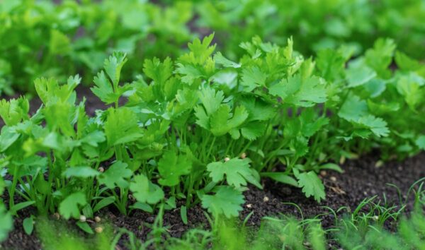 Italian Parsley