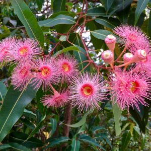 Eucalyptus Grafted Gums
