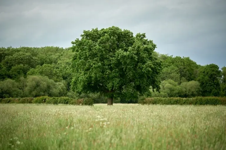 English Oak