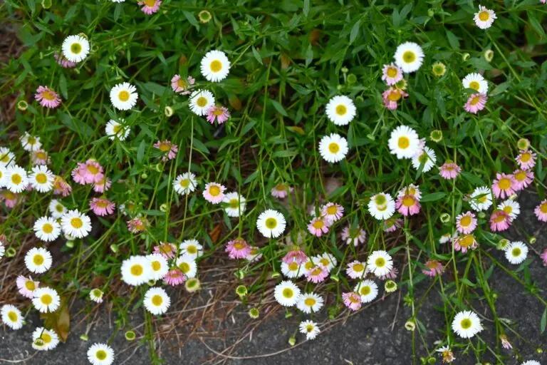 Seaside Daisy
