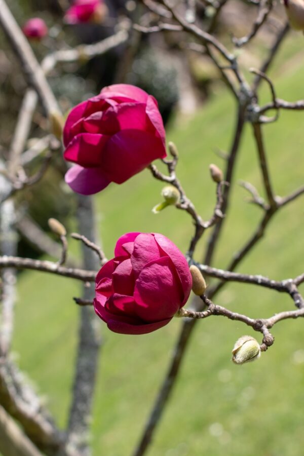 Magnolia Black Tulip - Image 2
