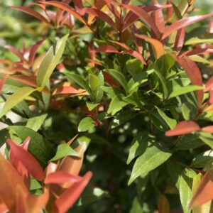 Orange Twist Lilly Pilly