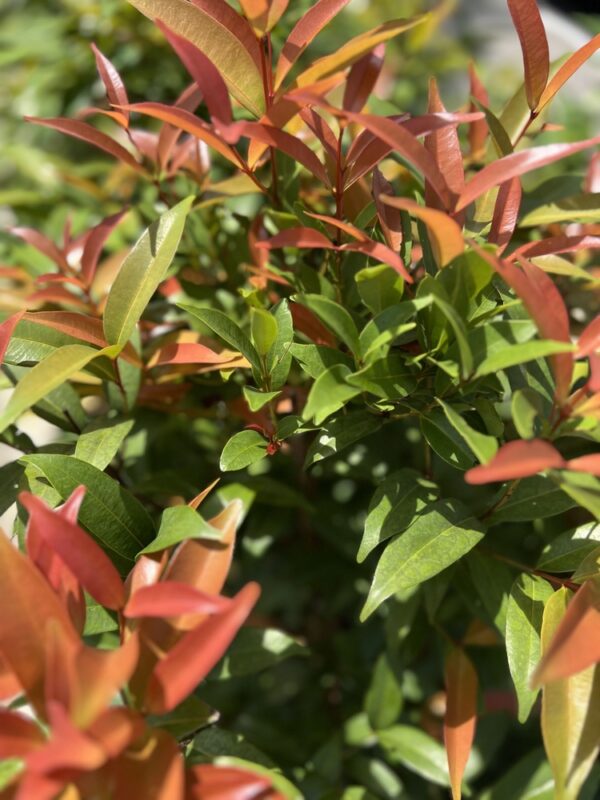 Orange Twist Lilly Pilly