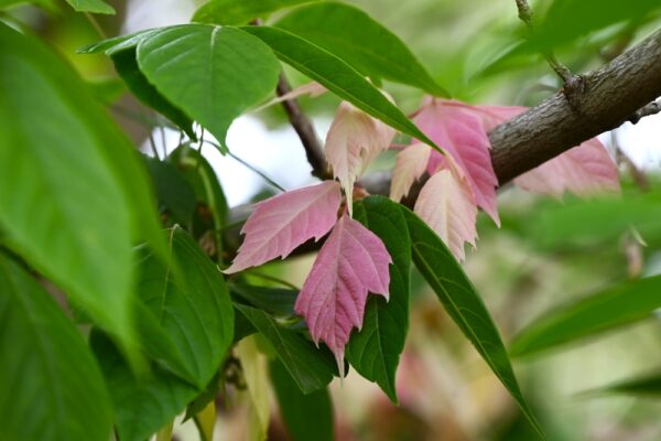 Pink Flamingo Box Elder - Image 2