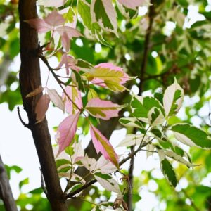 Pink Flamingo Box Elder
