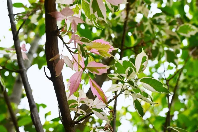 Pink Flamingo Box Elder