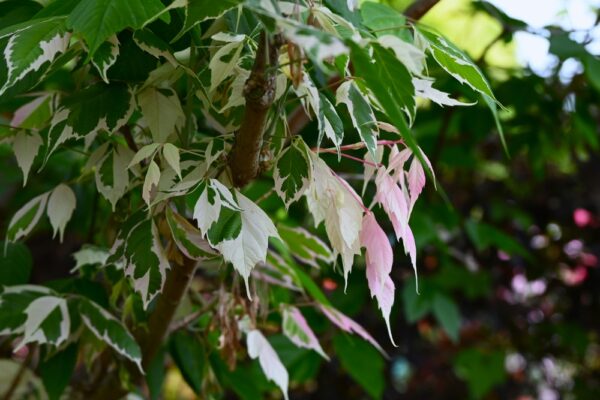 Pink Flamingo Box Elder - Image 3