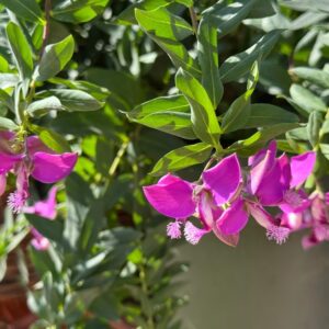 Polygala Little Charmer