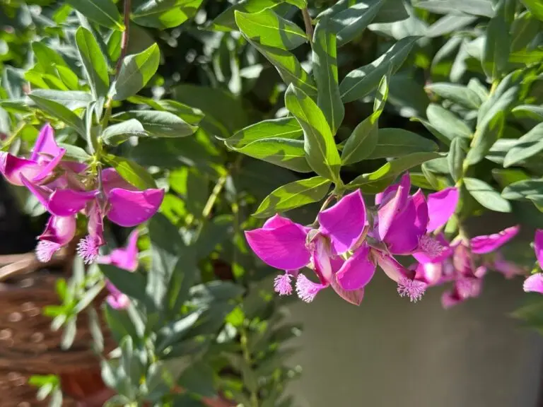 Polygala Little Charmer