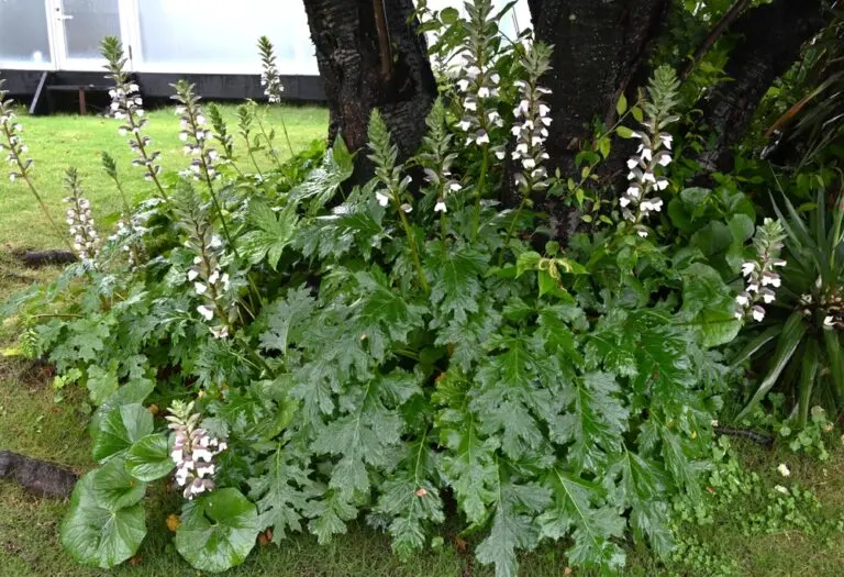 Oyster Plant