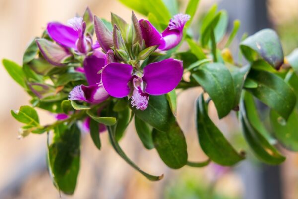 Grandiflora Sweet Pea Shrub - Image 2