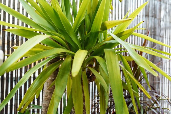 Yucca Cane