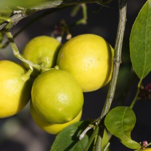 Australian Lime Dwarf