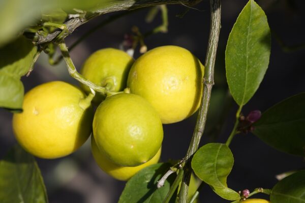 Australian Lime Dwarf