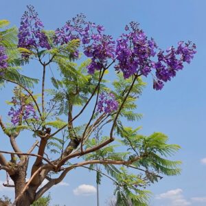 Jacaranda