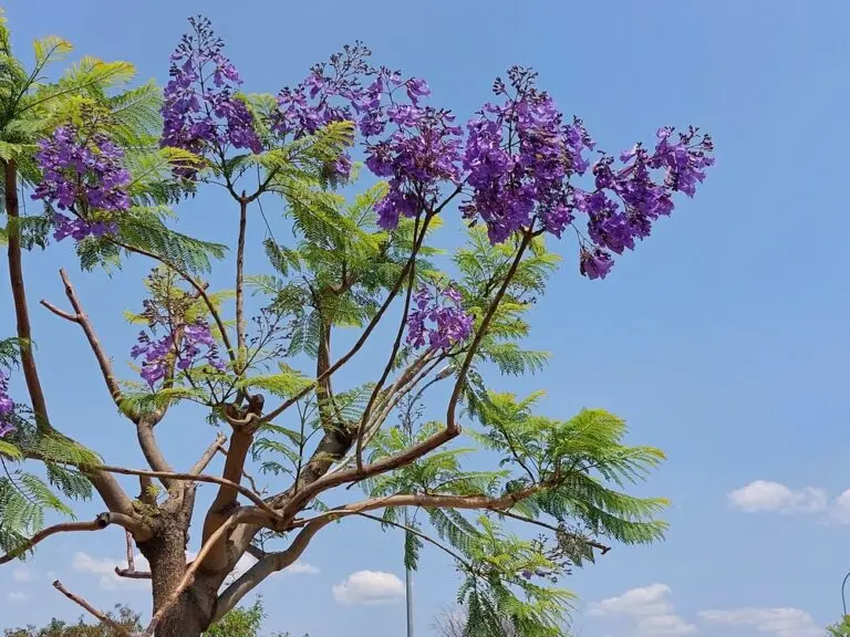 Jacaranda