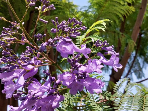 Jacaranda - Image 3