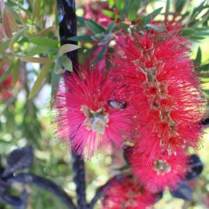 Callistemon Mary MacKillop