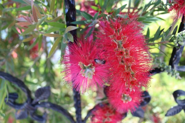 Callistemon Mary MacKillop