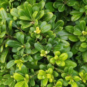 Pittosporum Green Pillar