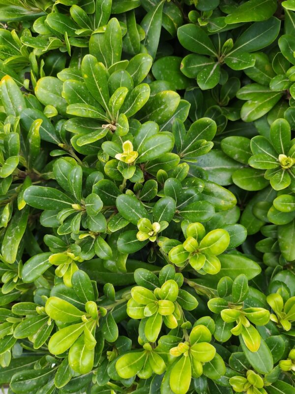 Pittosporum Green Pillar