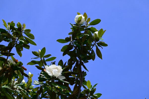 Magnolia Kay Parris - Image 2