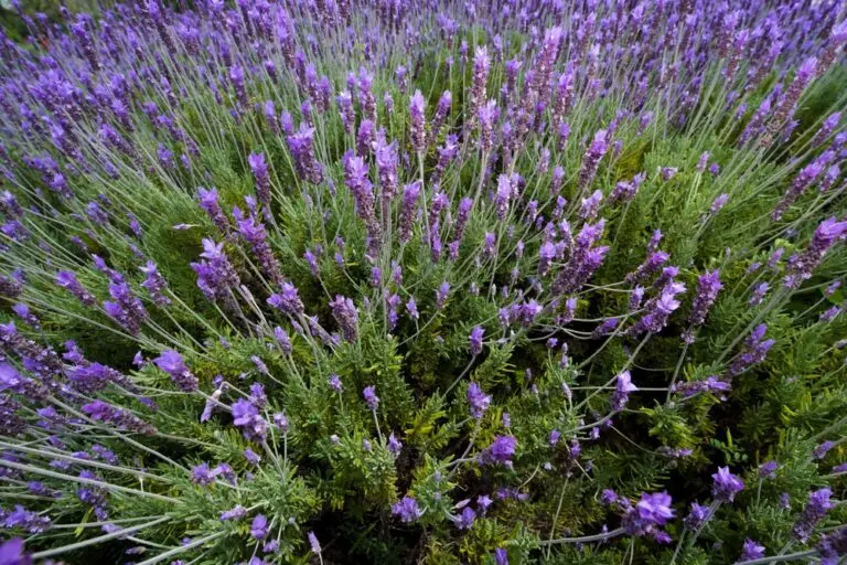 French Lavender